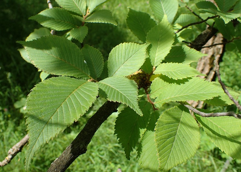 Ulmus castaneifolia