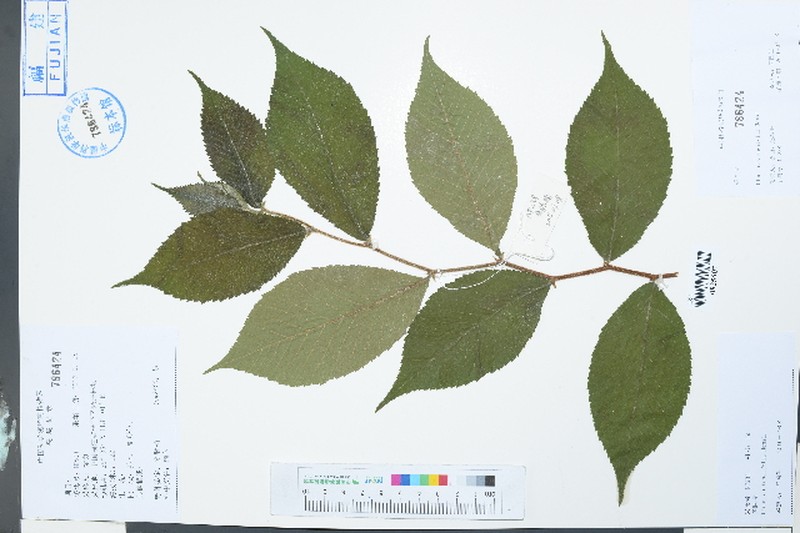 Ulmus castaneifolia photo 2