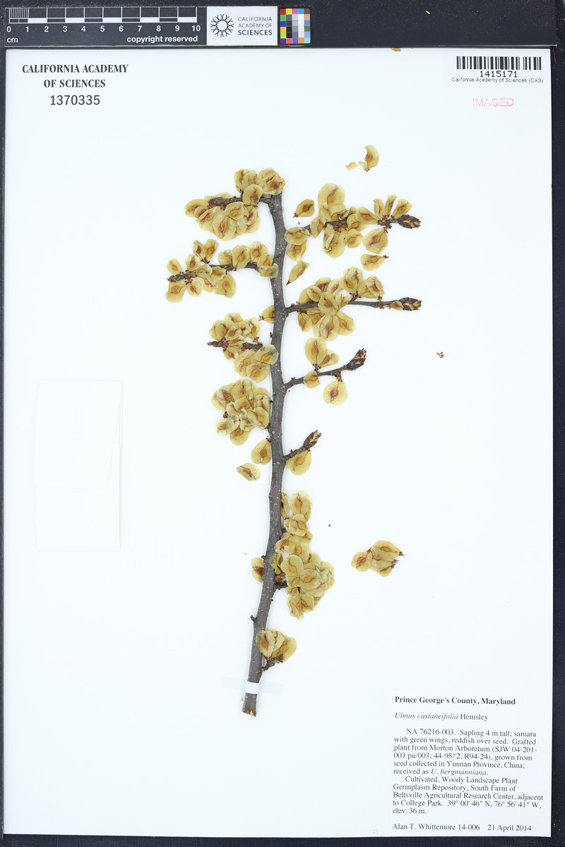 Ulmus castaneifolia photo 3