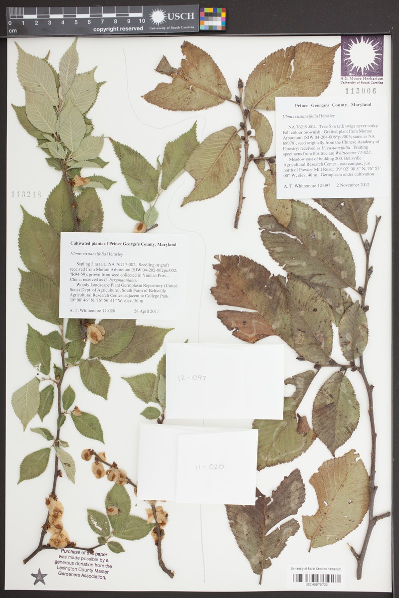 Ulmus castaneifolia photo 4