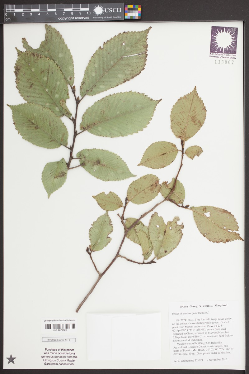 Ulmus castaneifolia photo 5