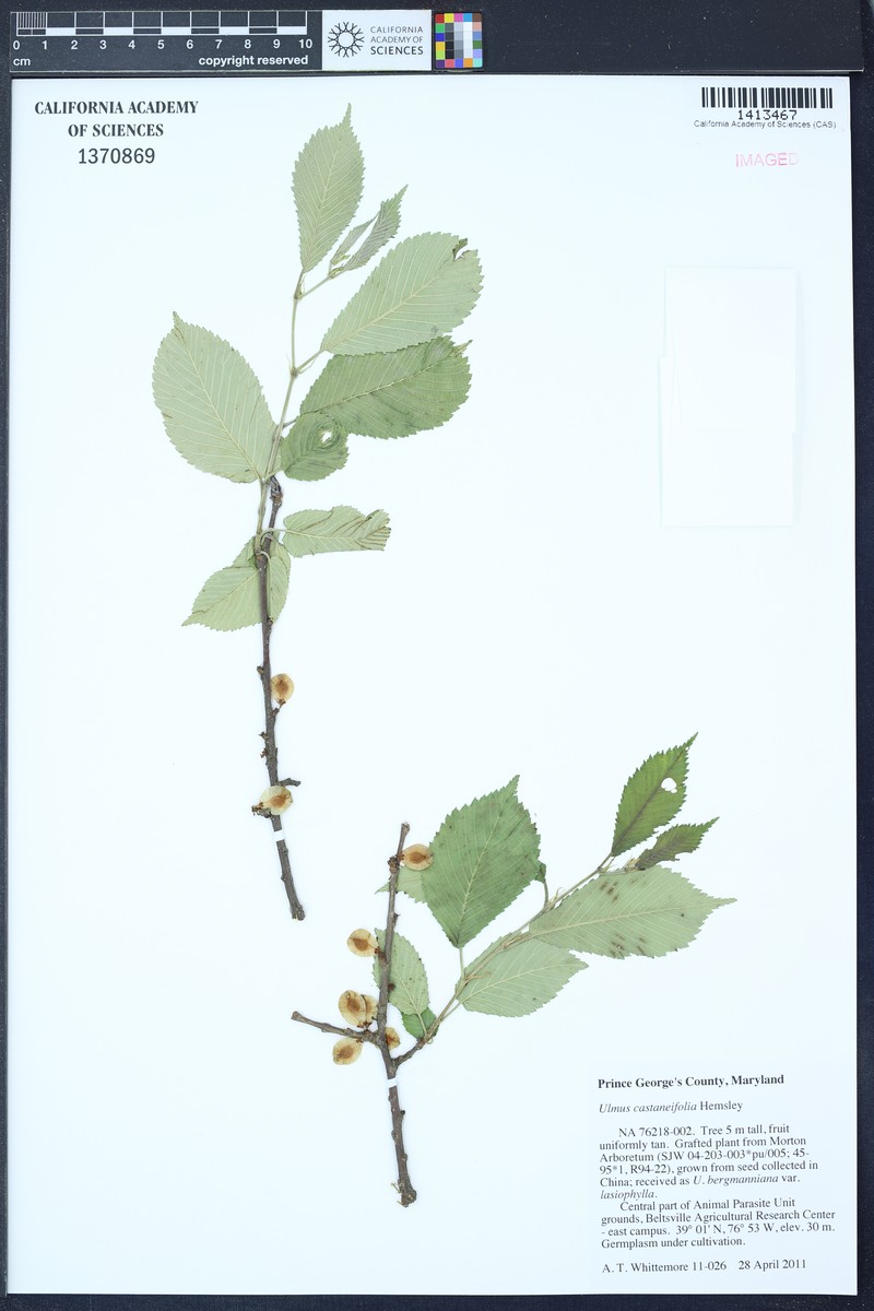 Ulmus castaneifolia photo 7