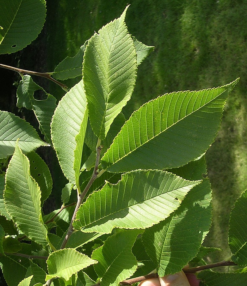 Ulmus castaneifolia photo 8