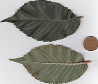 Ulmus changii
