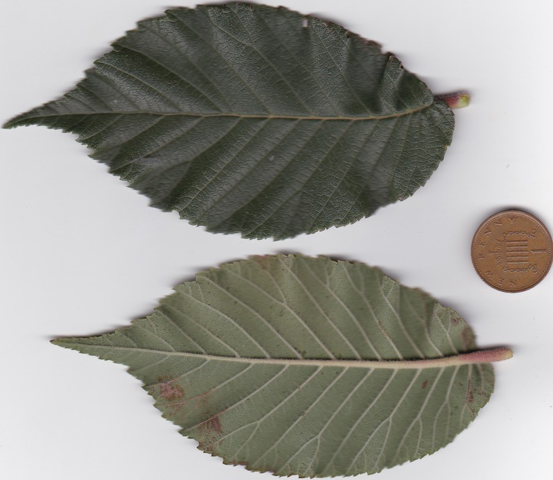 Ulmus changii