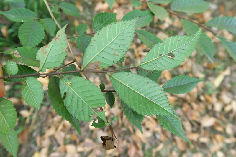 Ulmus changii photo 2