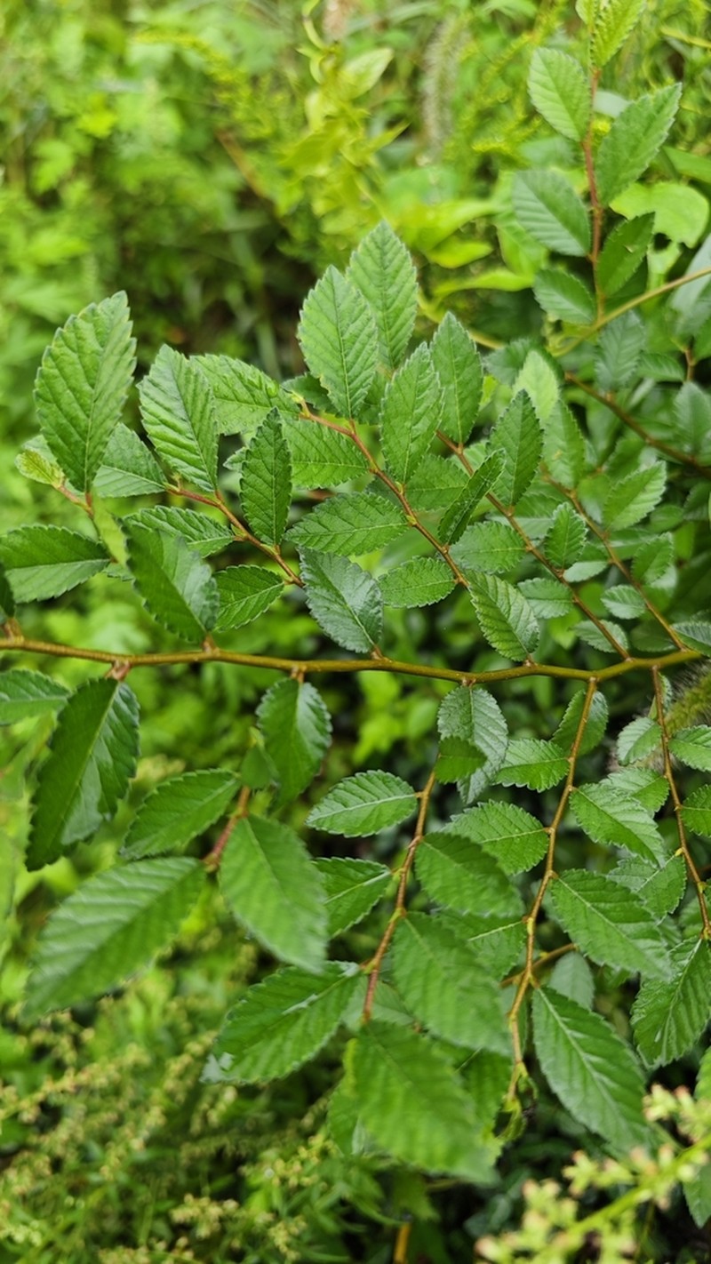Ulmus changii photo 3