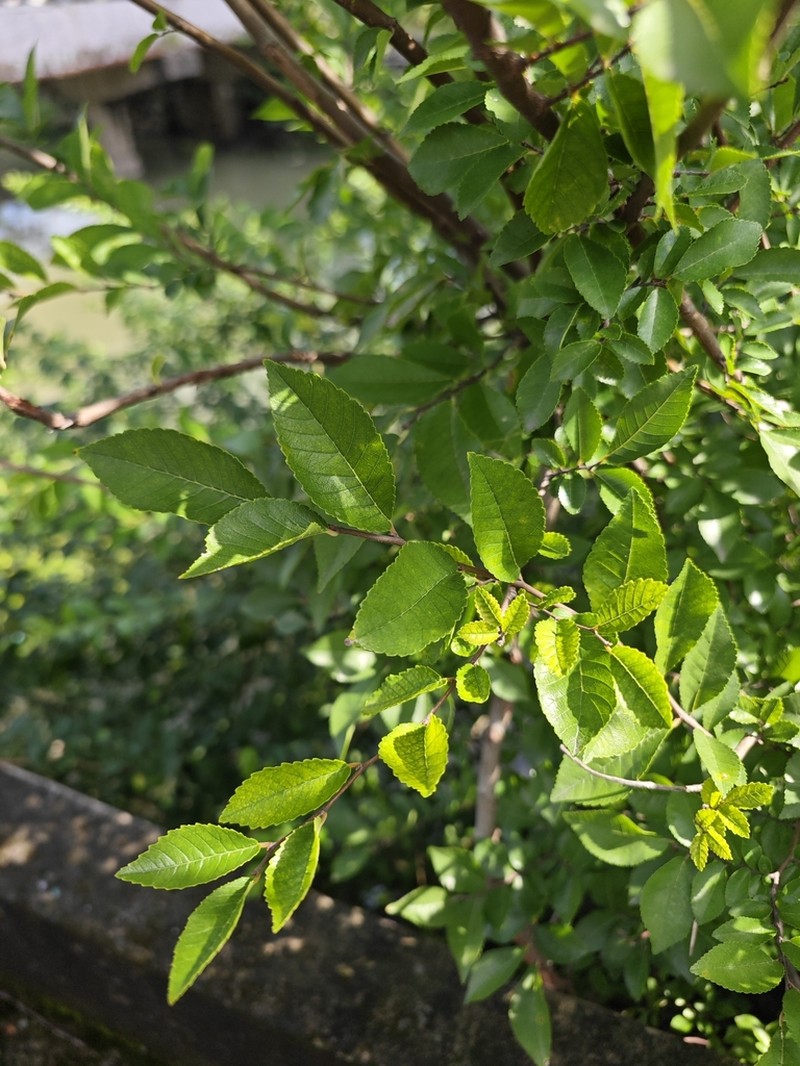 Ulmus changii photo 4