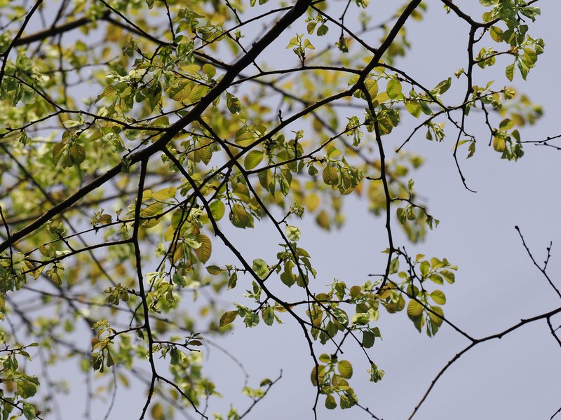 Ulmus changii photo 5