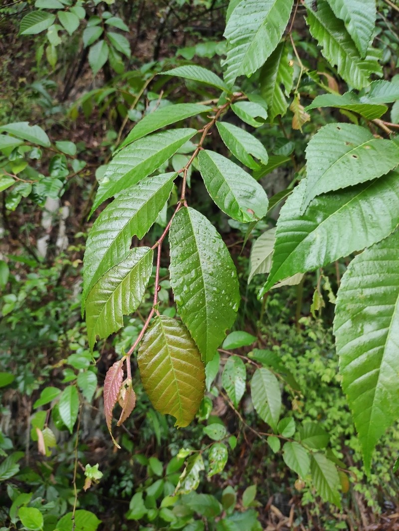 Ulmus changii photo 6