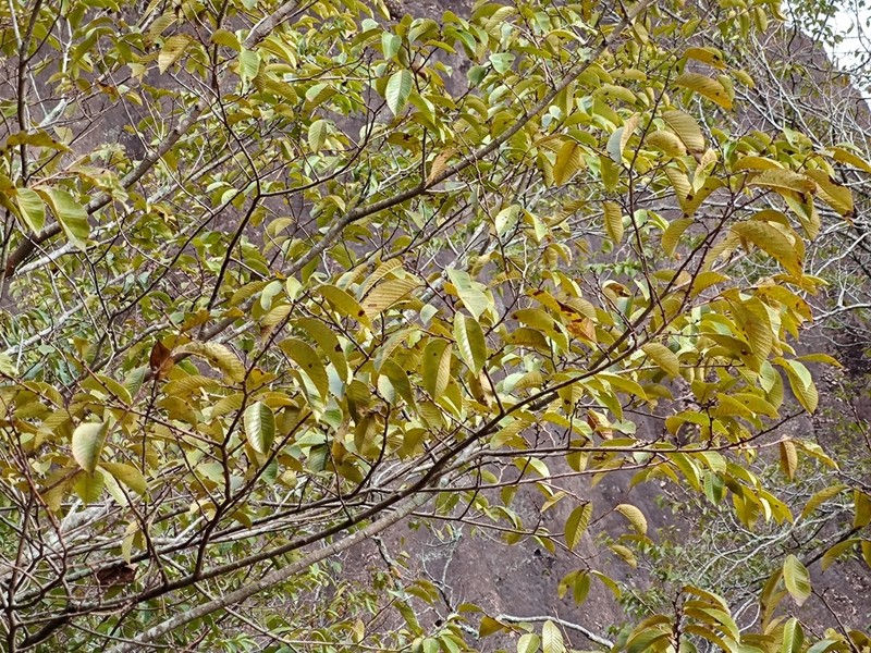 Ulmus changii photo 7