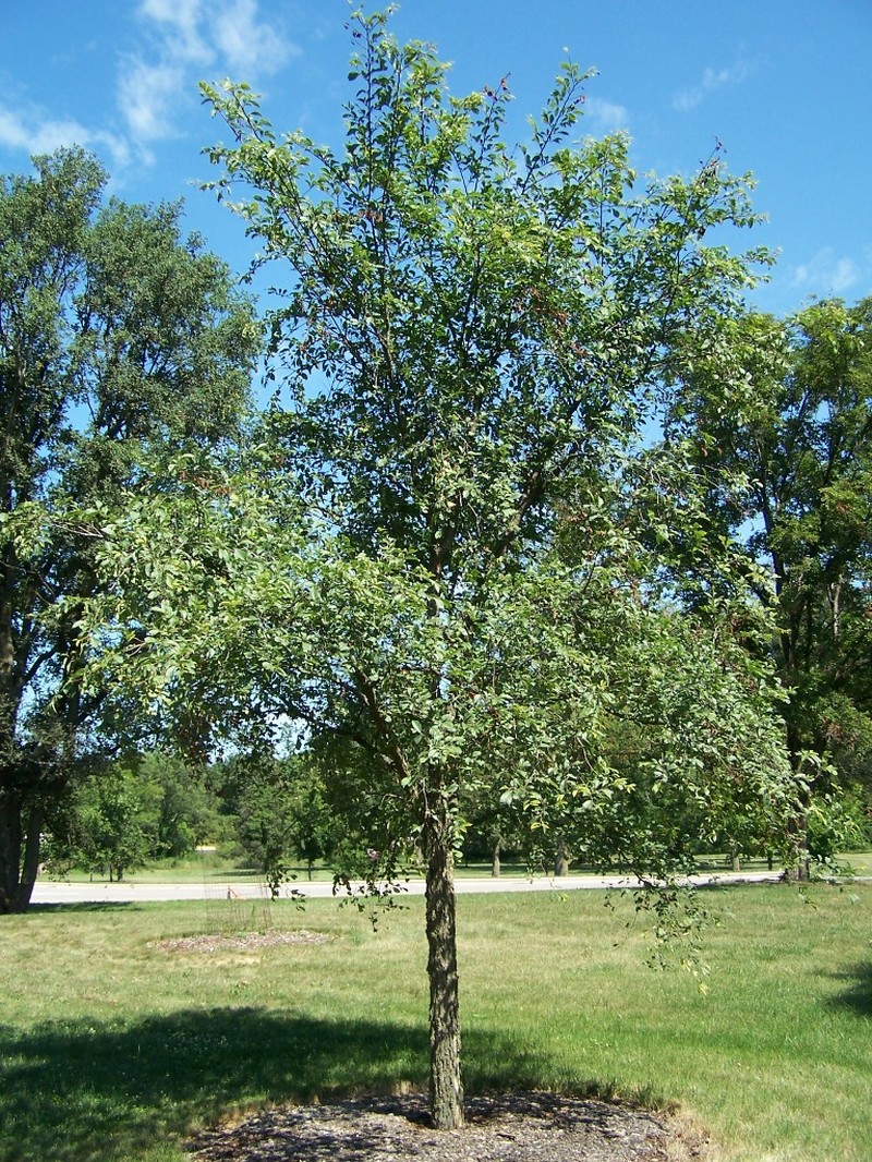 Ulmus chenmoui