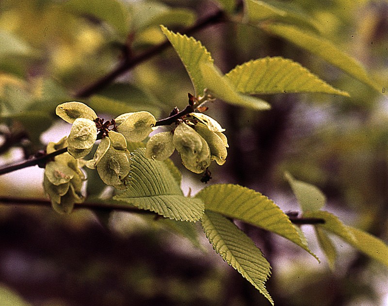 Ulmus chenmoui photo 2