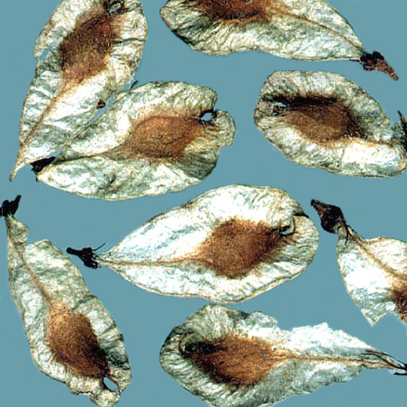 Ulmus chenmoui photo 3