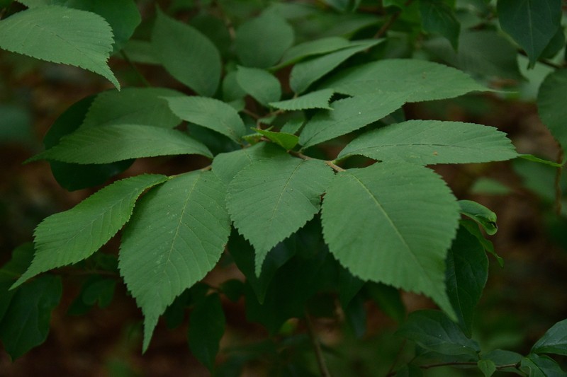 Ulmus chenmoui photo 4