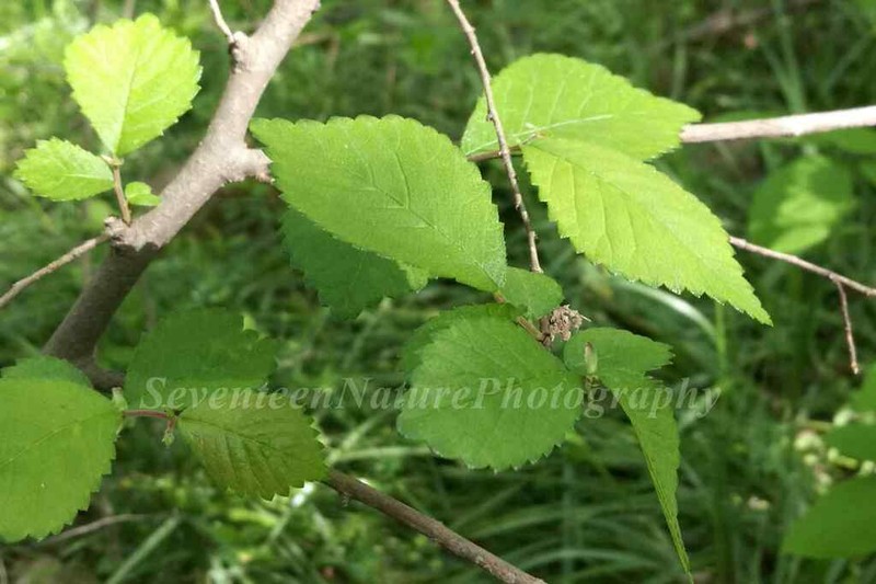 Ulmus chenmoui photo 5