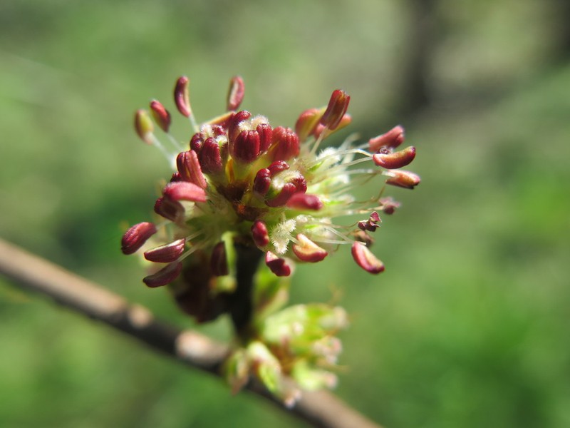 Ulmus chenmoui photo 6