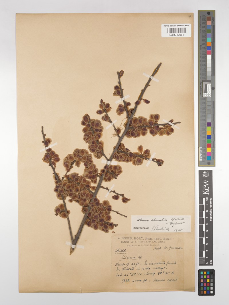 Ulmus chumlia