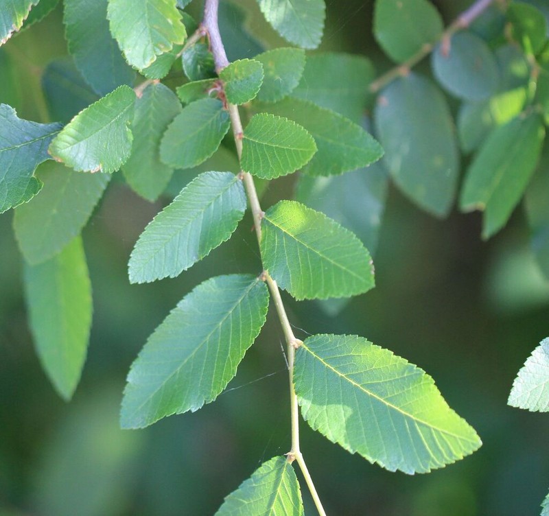 Cedar Elm photo 4