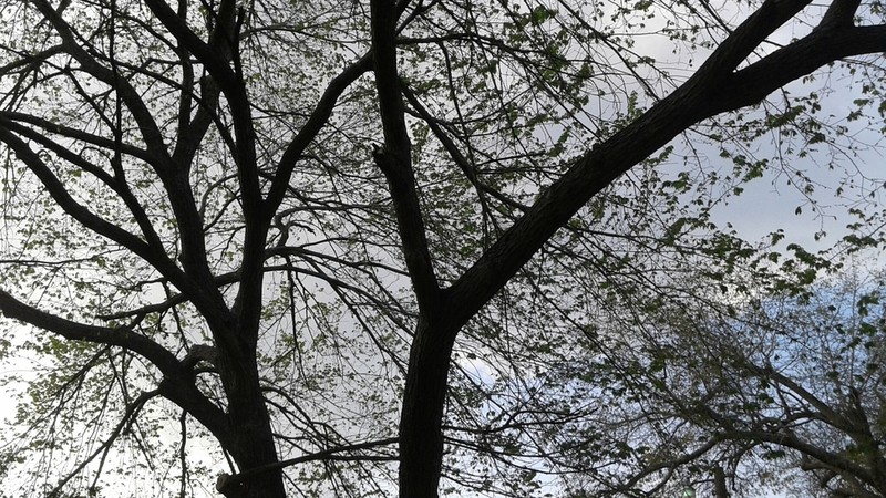 Cedar Elm photo 5