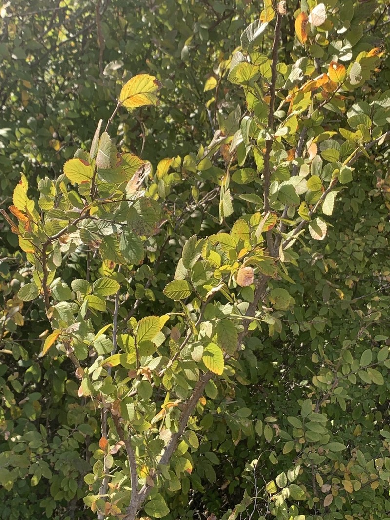Cedar Elm photo 6