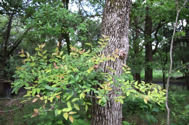 Cedar Elm photo 7