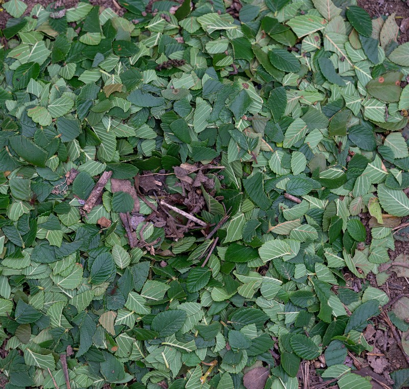Cedar Elm photo 8