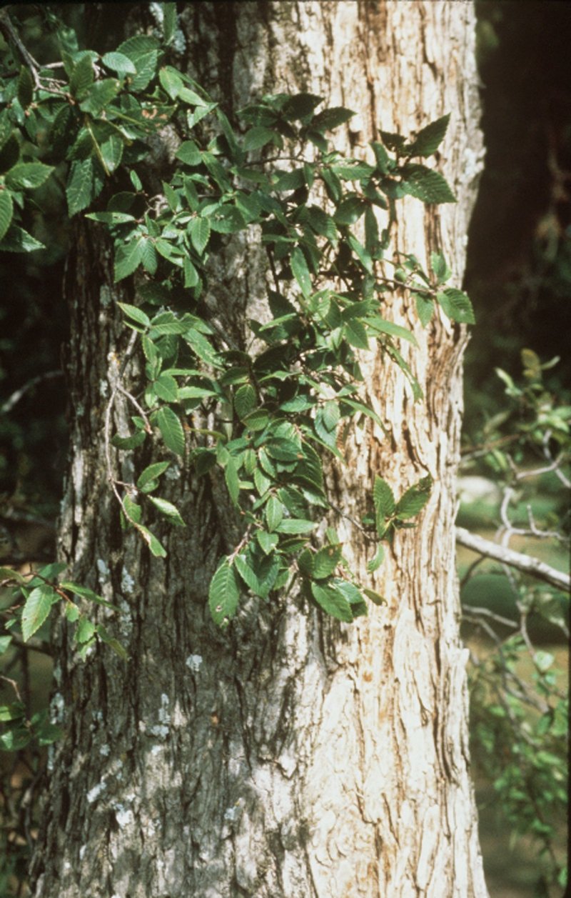 Cedar Elm photo 4