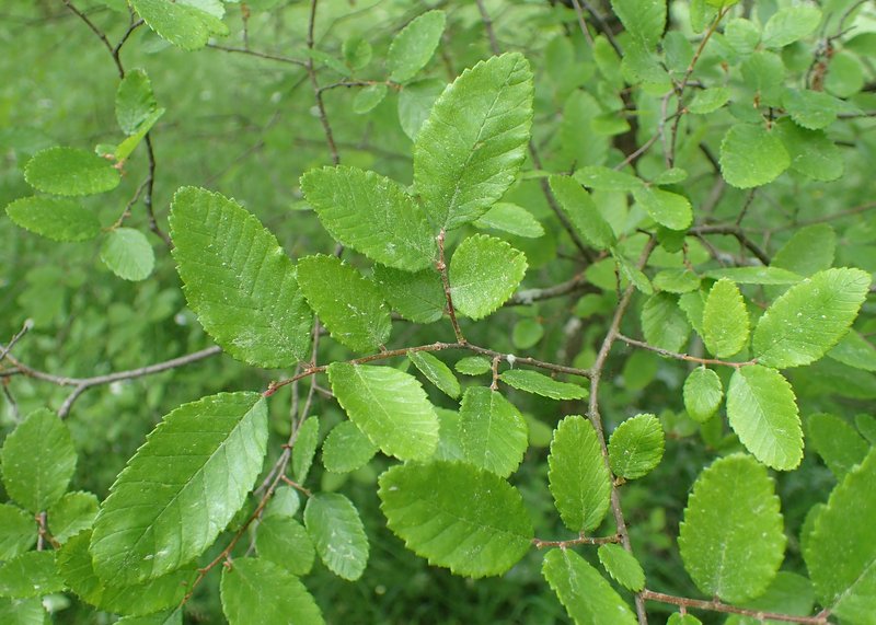 Cedar Elm photo 5