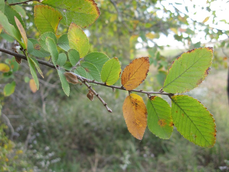 Cedar Elm photo 3