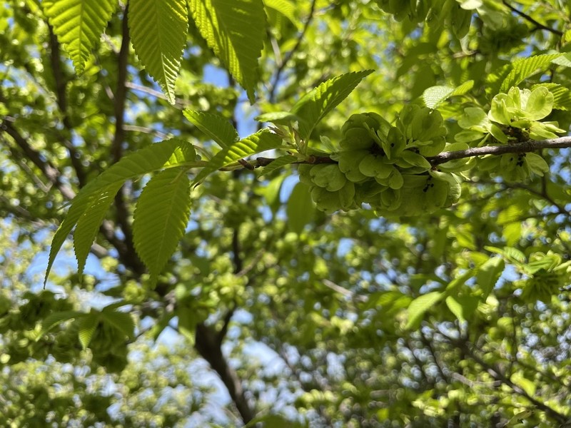 Japanese Elm photo 3