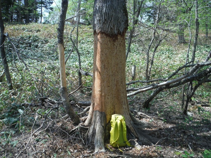 Japanese Elm photo 4