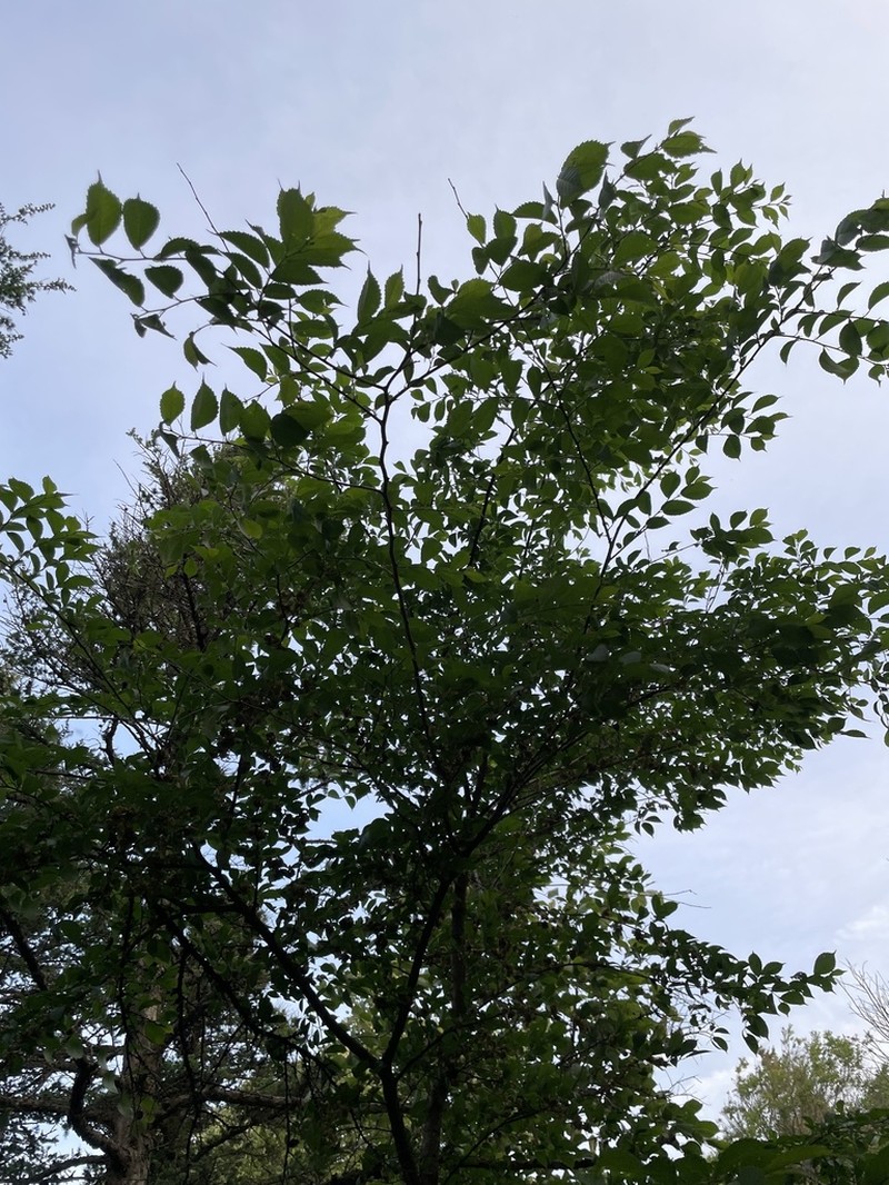 Japanese Elm photo 5