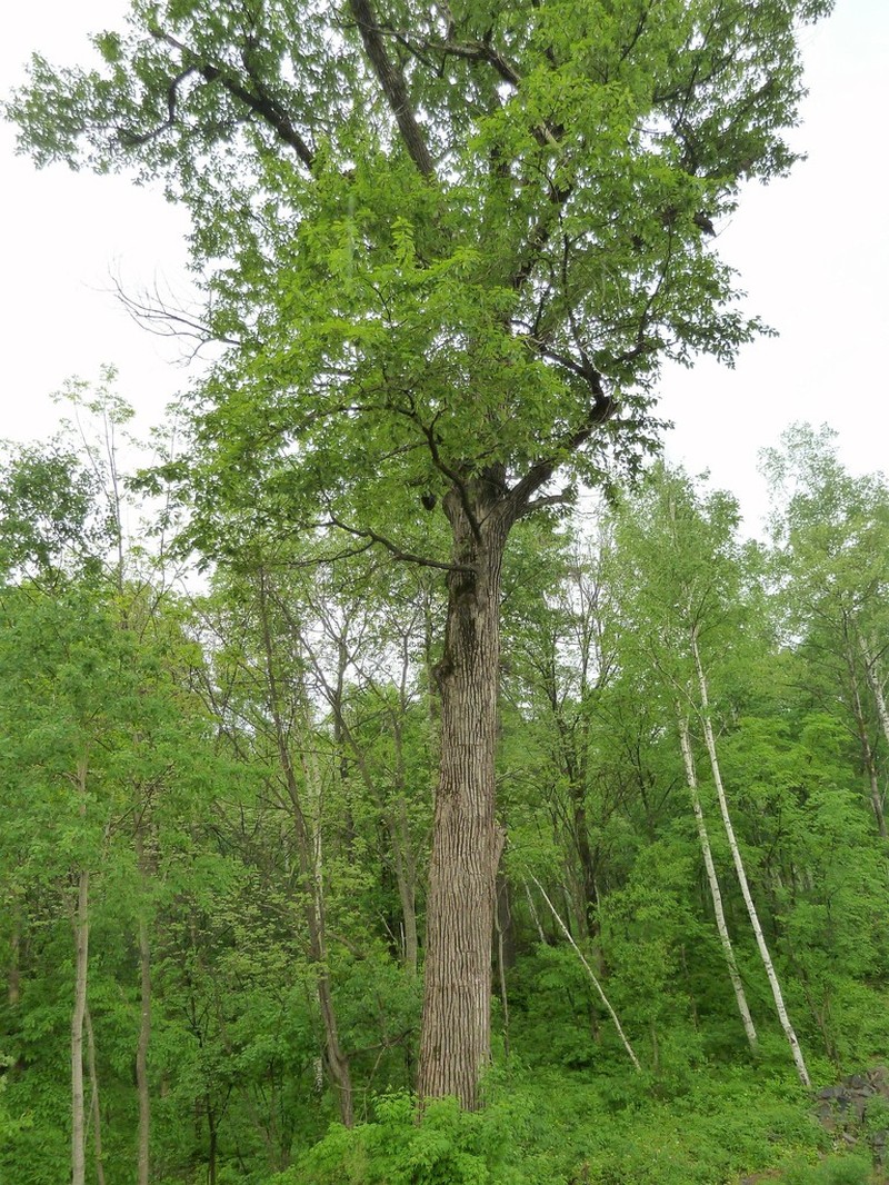 Japanese Elm photo 6
