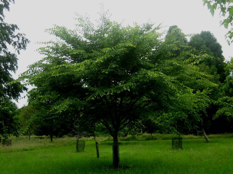 Japanese Elm photo 2