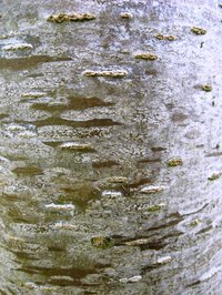Japanese Elm