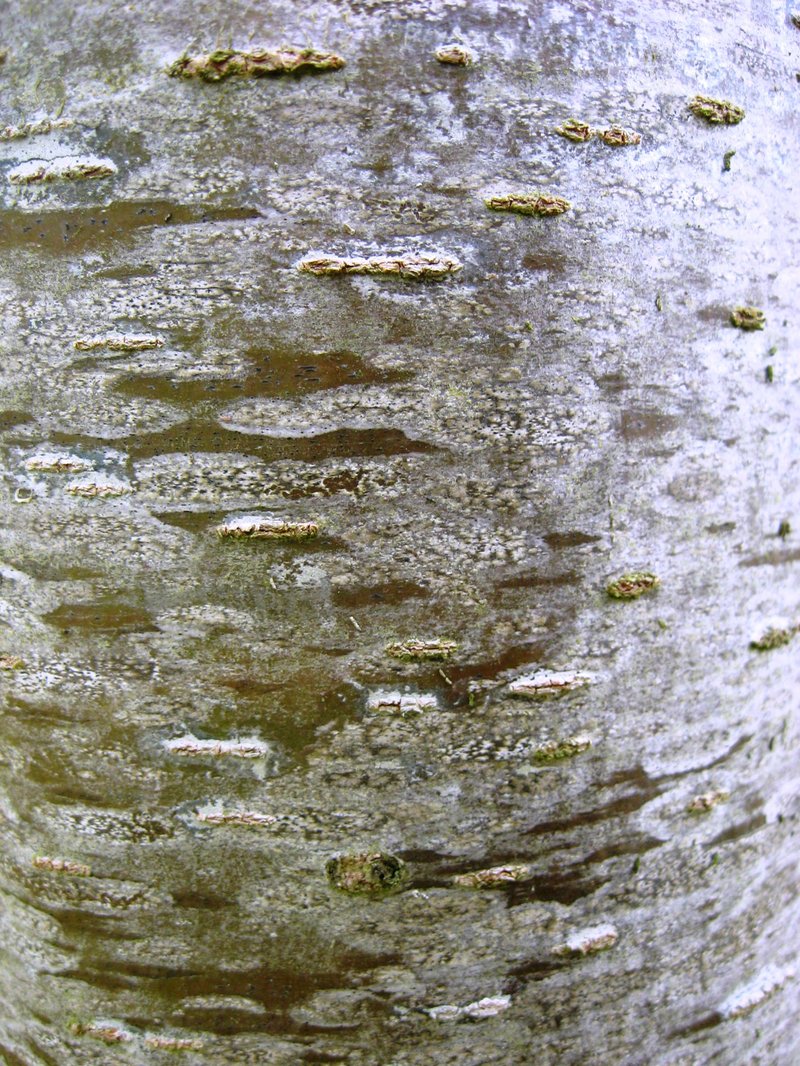 Japanese Elm