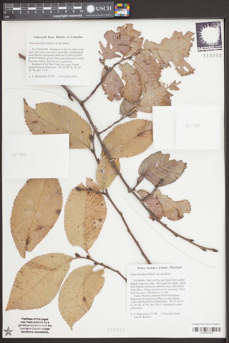 Ulmus davidiana var. davidiana