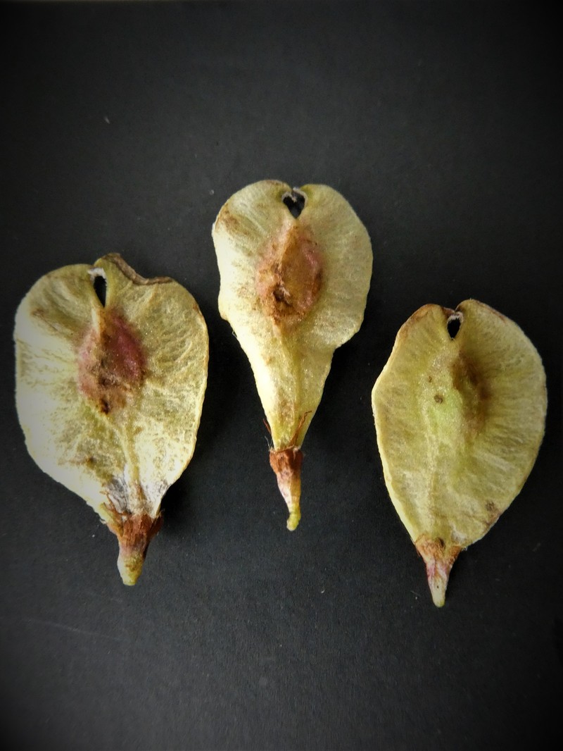 Ulmus davidiana var. japonica