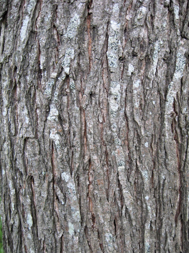 Ulmus davidiana var. japonica photo 2