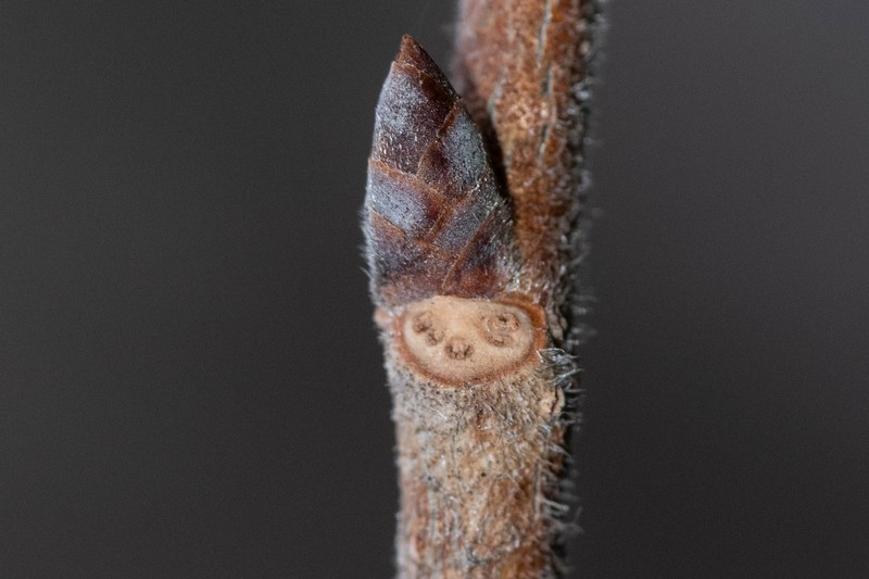 Ulmus davidiana var. japonica photo 3