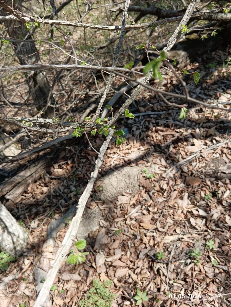 Ulmus davidiana var. japonica photo 4