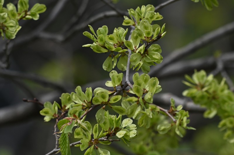 Ulmus davidiana var. japonica photo 5