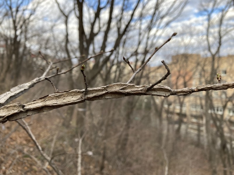 Ulmus davidiana var. japonica photo 6