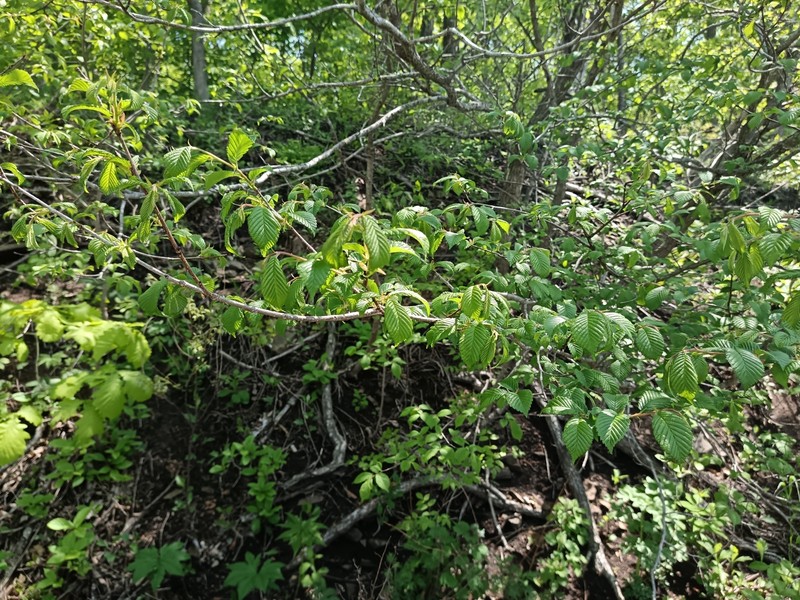 Ulmus davidiana var. japonica photo 8