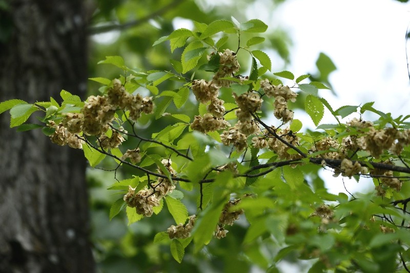 Ulmus elliptica