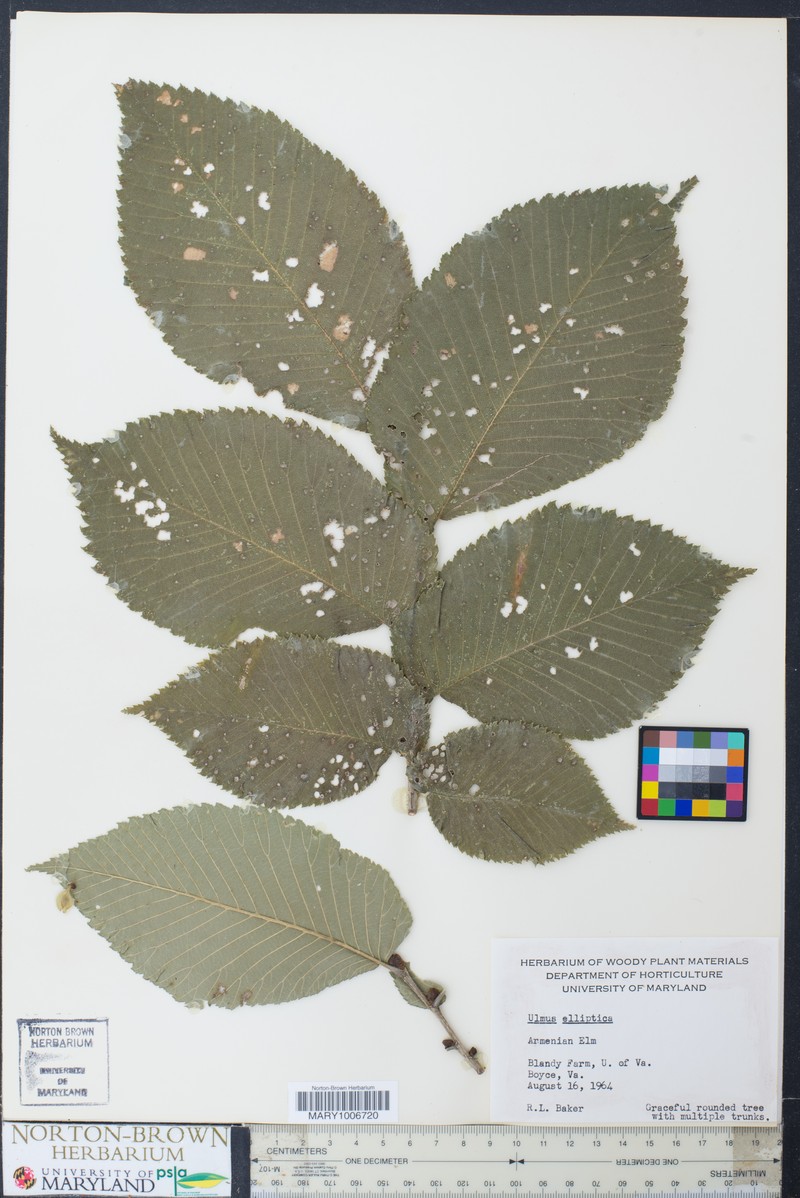 Ulmus elliptica photo 2