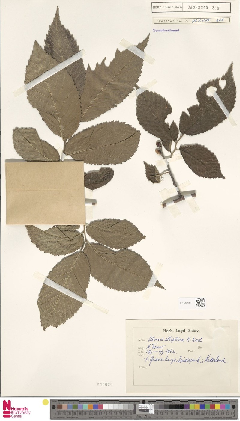 Ulmus elliptica photo 3