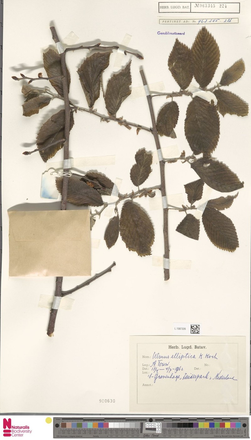 Ulmus elliptica photo 4