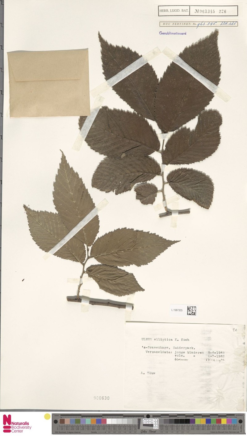Ulmus elliptica photo 5